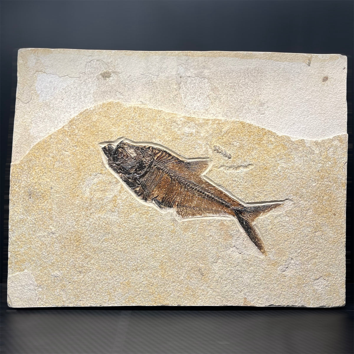 F3066 | Pesce | Diplomystus dentatus