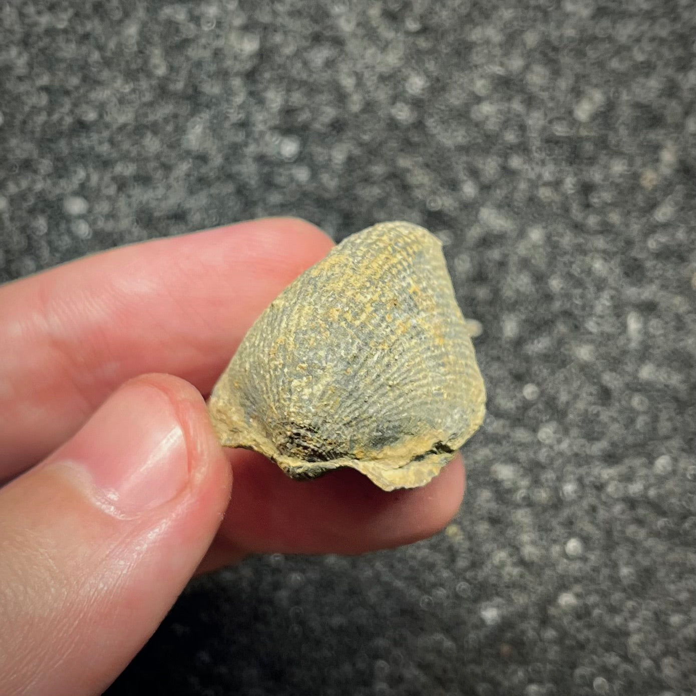 F2947 | Brachiopode | Brachiopoda indet.