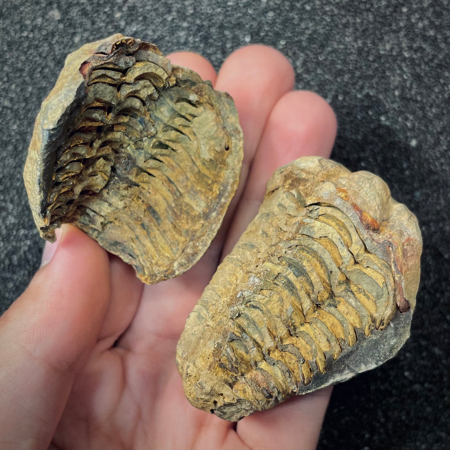 F2626 | Trilobite | Flexicalymene sp.