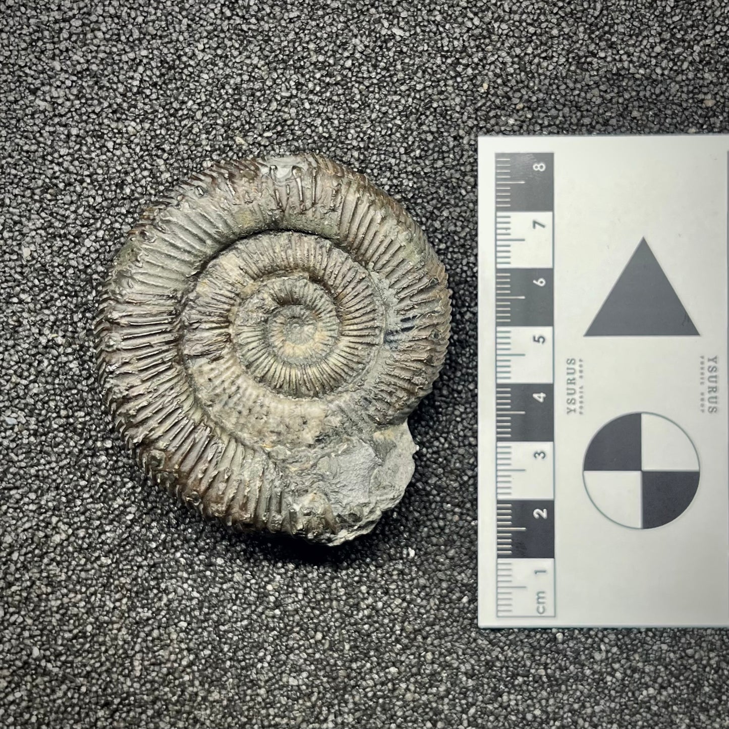 F2820 | Ammonite | Dactylioceratidae indet.