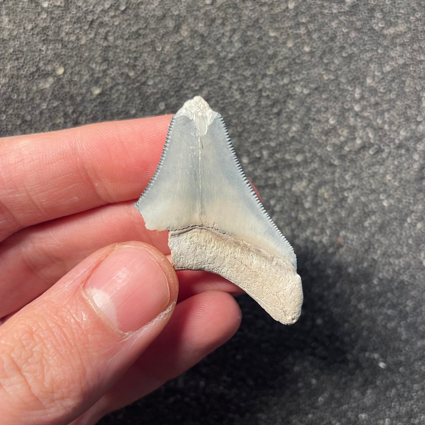 F2442 | Squalo | Otodus megalodon