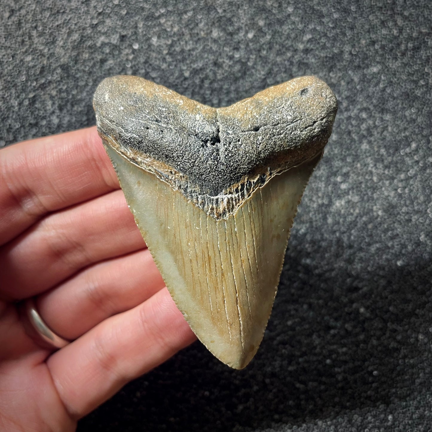 F1995 | Squalo | Otodus megalodon