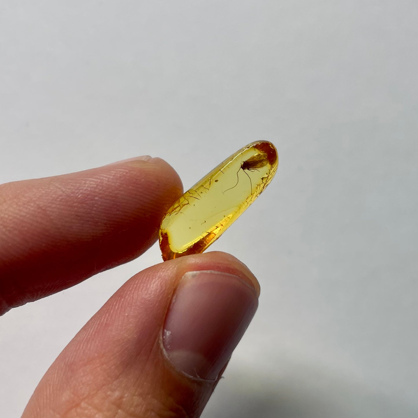 F2088 | Ambra con inclusione | Psocoptera indet.