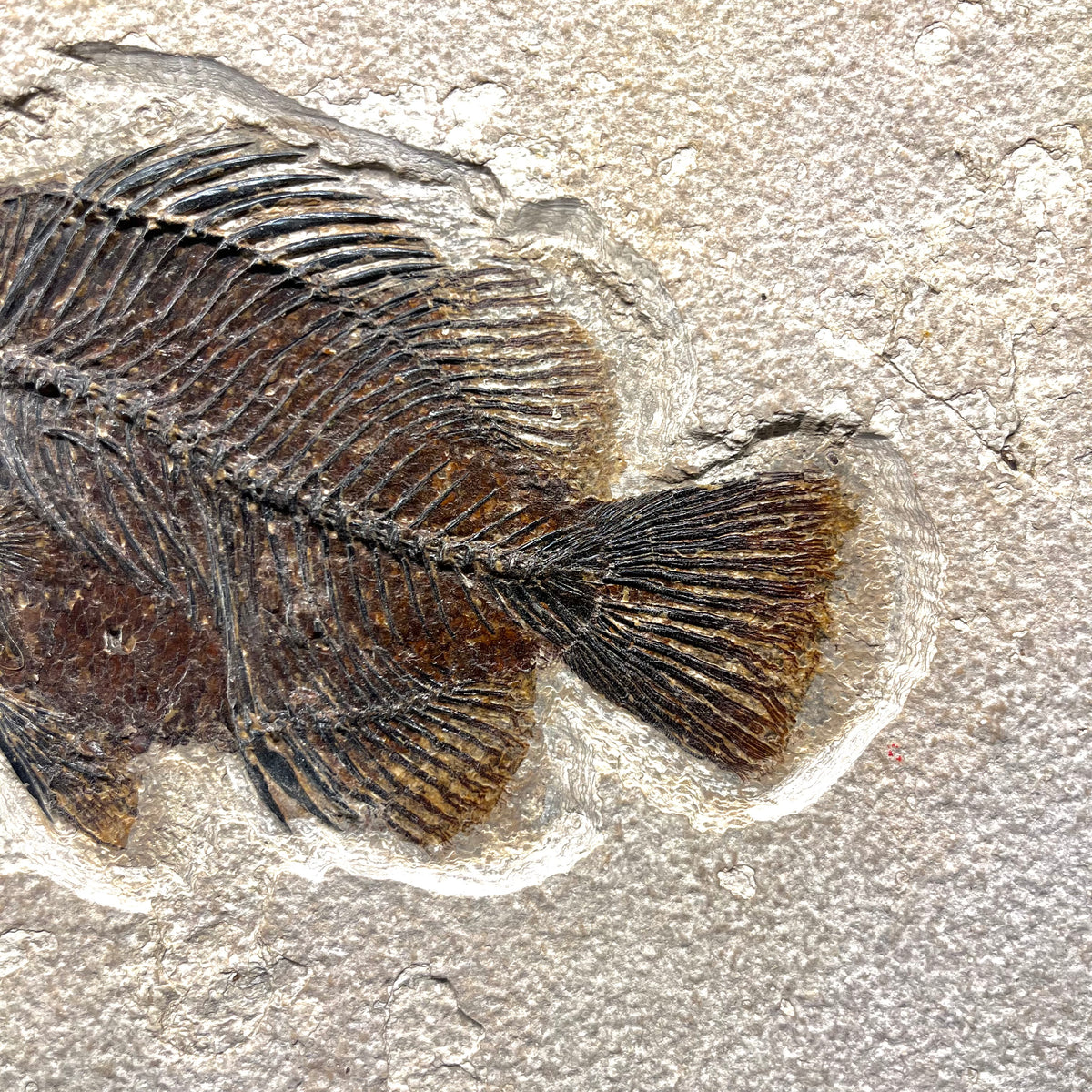 F3065 | Pesce | Cockerellites liops
