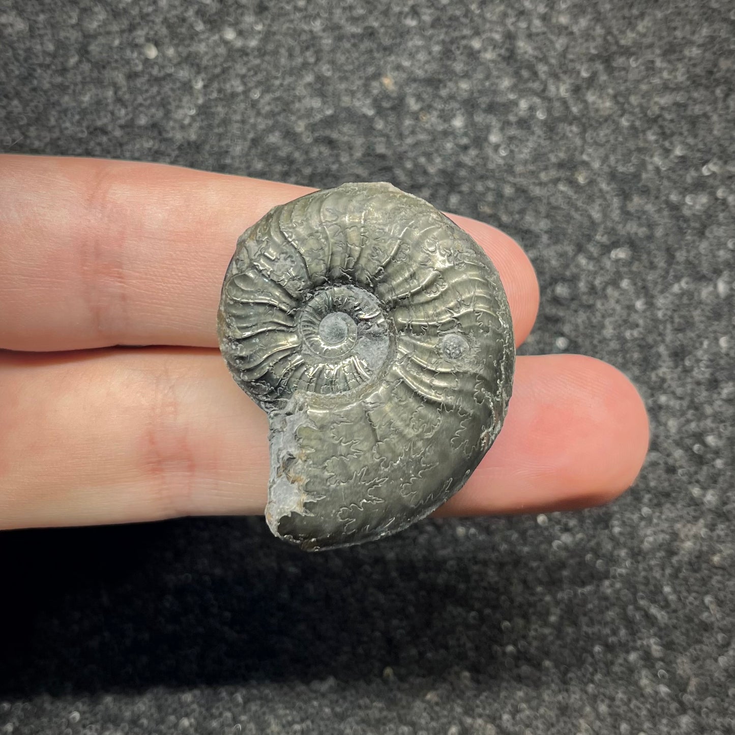 F2891 | Ammonite | Graphoceratidae indet.