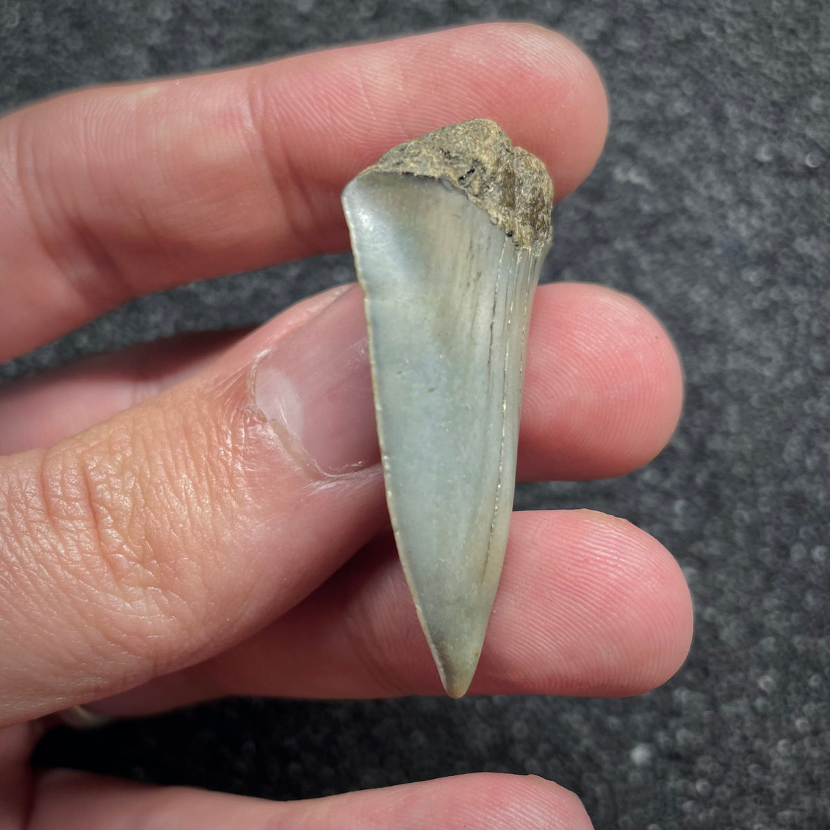 F3039 | Squalo |  Carcharodon subserratus