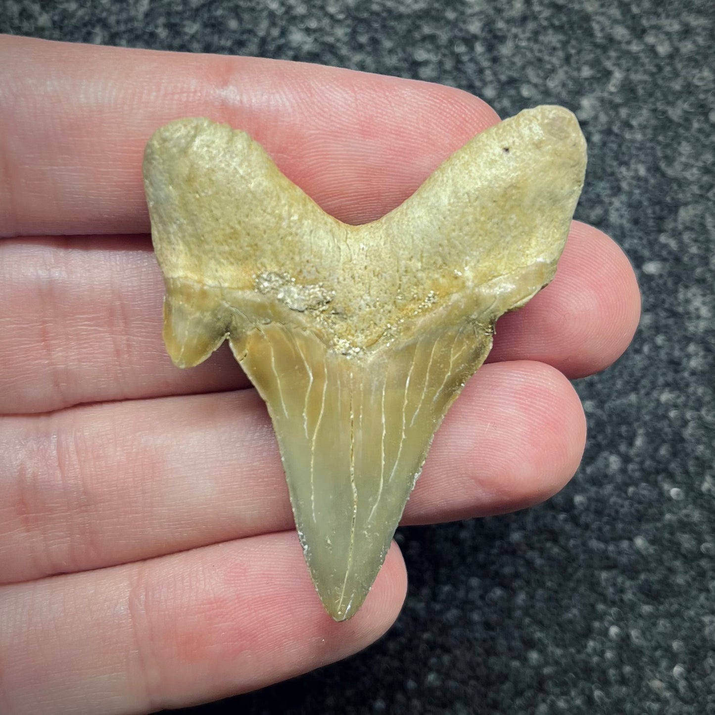F2757 | Squalo | Otodus obliquus