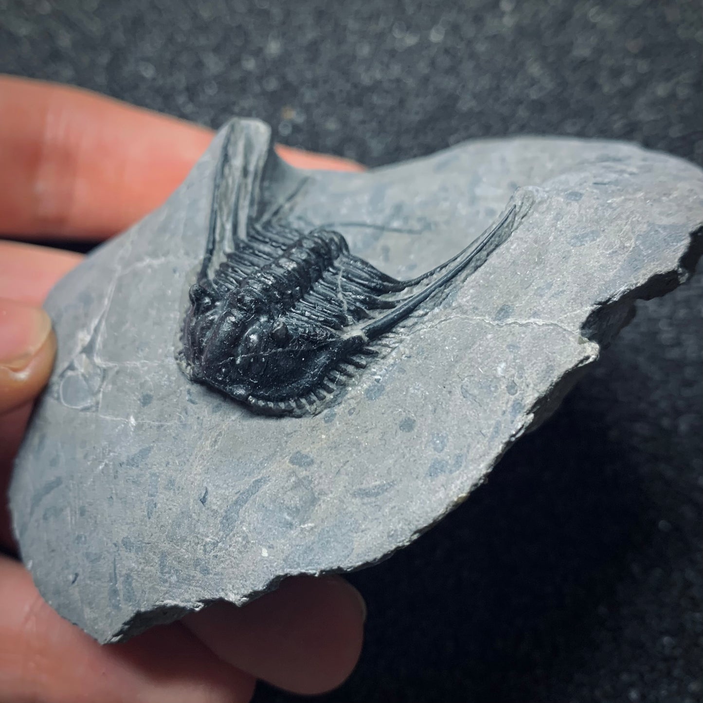F503 | Trilobite | Leonaspis sp.
