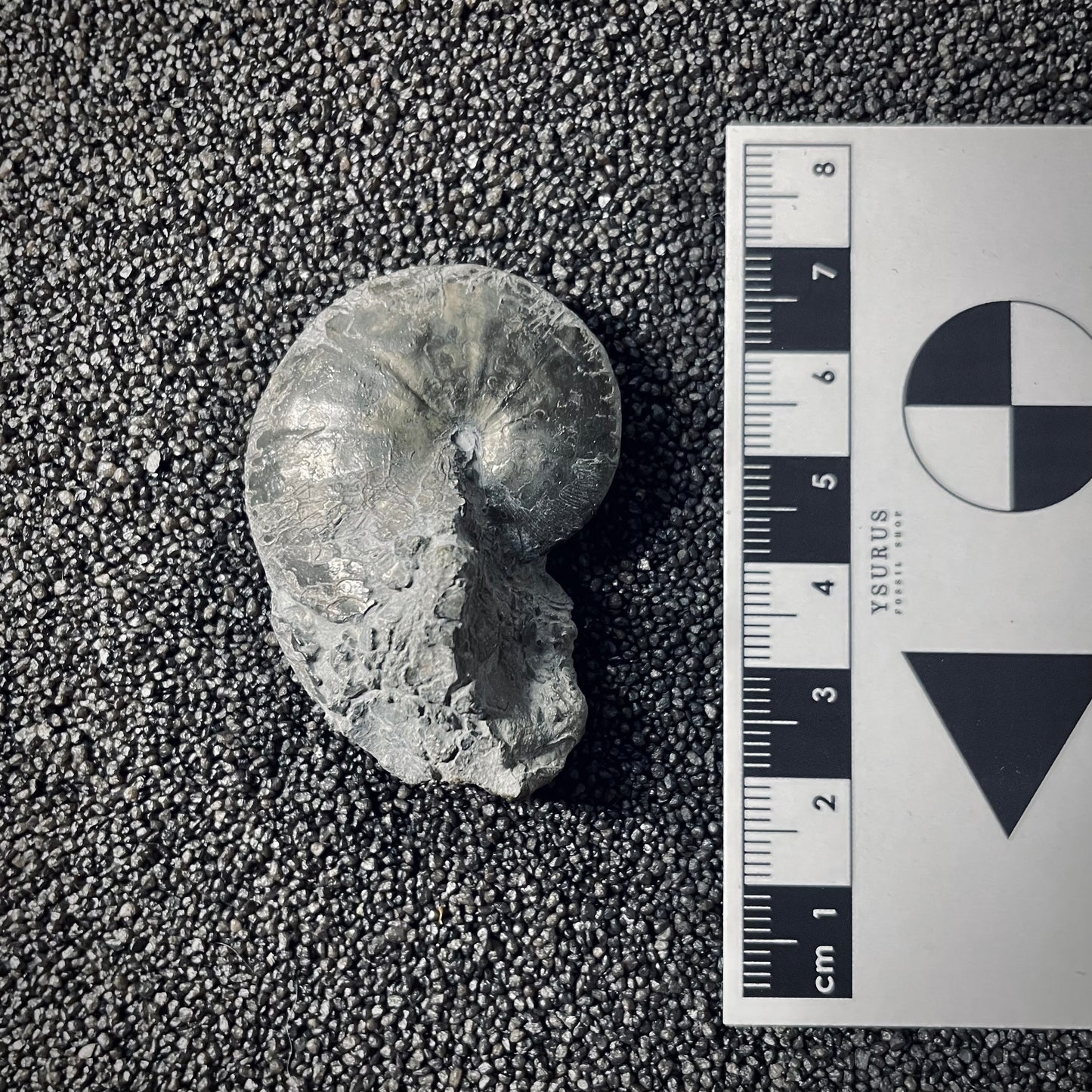 F2558 | Ammonite | Phylloceras sp.