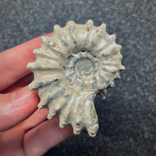 F2658 | Ammonite | Douvilleiceras sp.