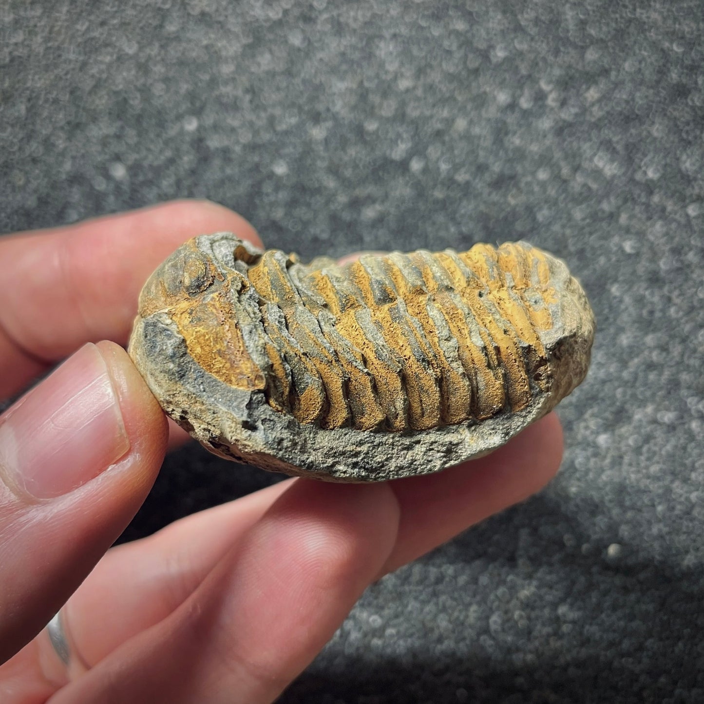 F1899 | Trilobite | Flexicalymene sp.