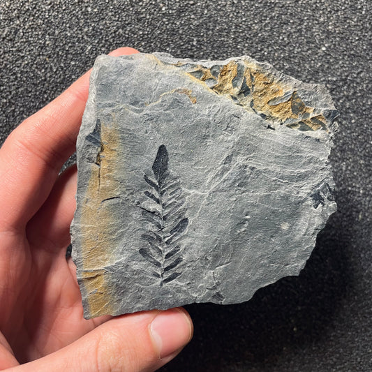 F2487 | Pianta | Neuropteris sp.