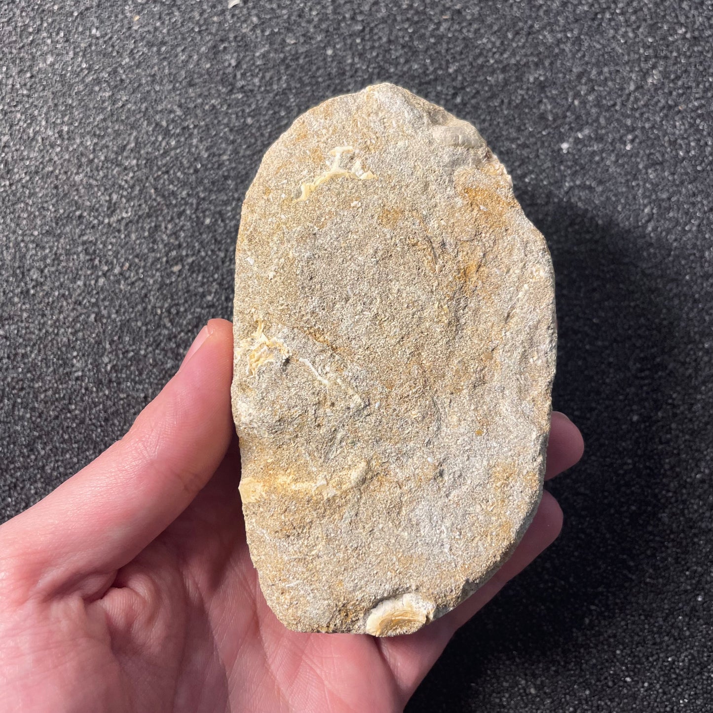 F2197 | Mosasauro | Mosasauridae indet. & Enchodus libycus