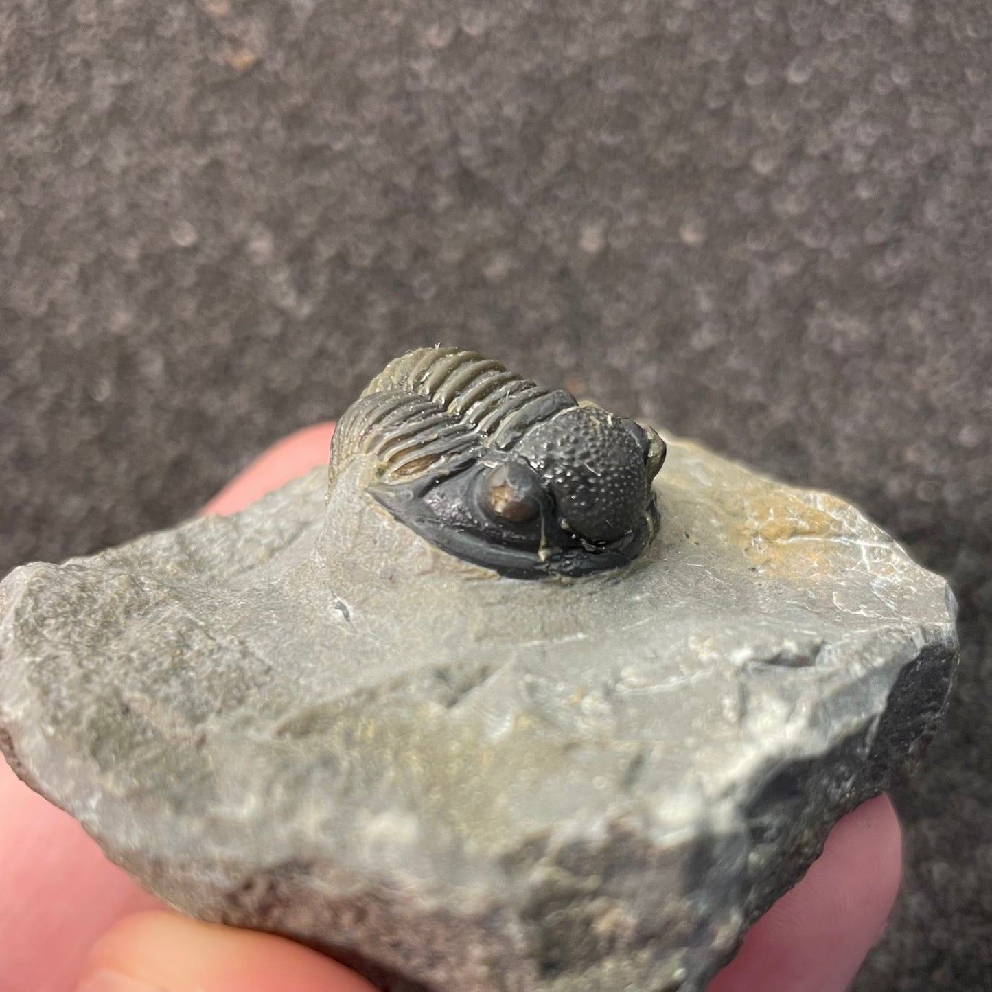 F2597 | Trilobite | Gerastos tuberculatus