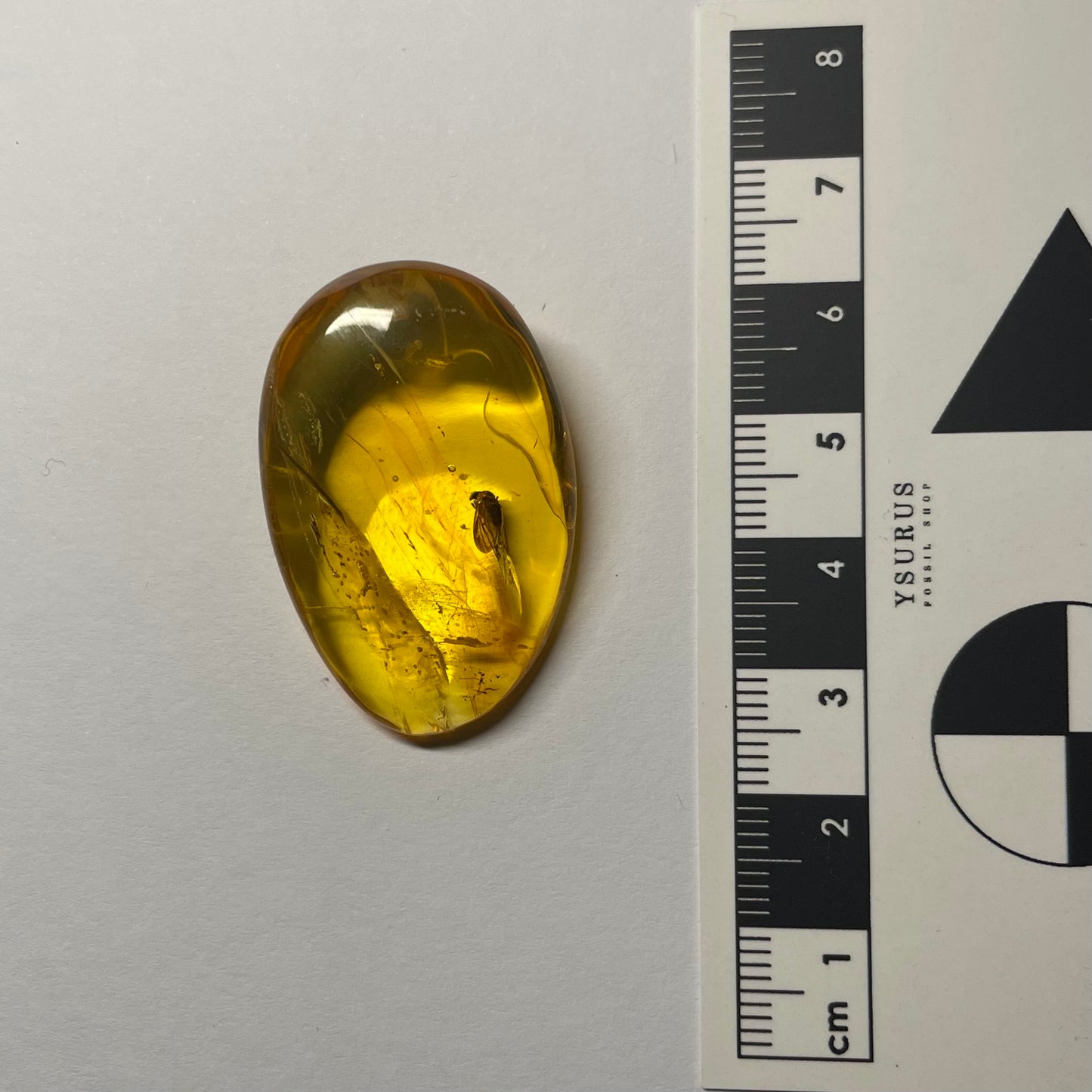 F2425 | Ambra con inclusione | Rhagionidae indet.