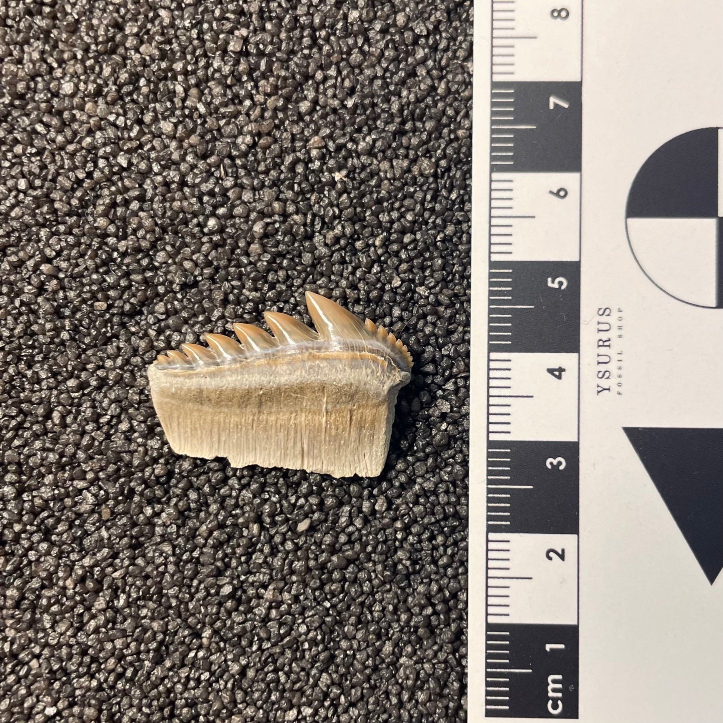 F2309 | RARO | Squalo | Notorynchus kempi