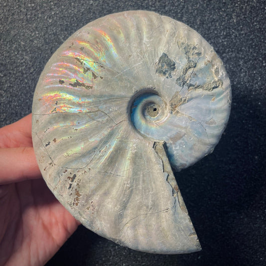 F1956 | Ammonite | Cleoniceras sp.