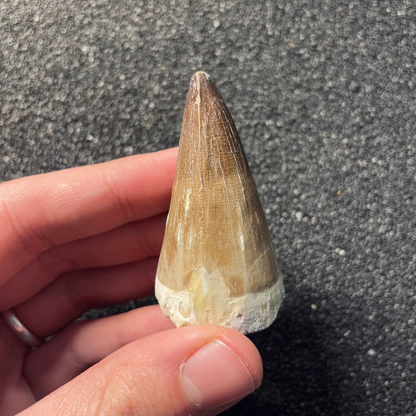 F2115 | Mosasauro | Prognathodon sp.