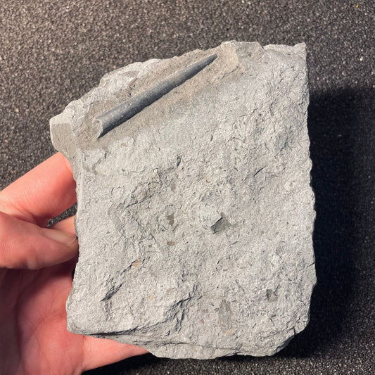 F2397 | Belemnite | Belemnoidea indet.