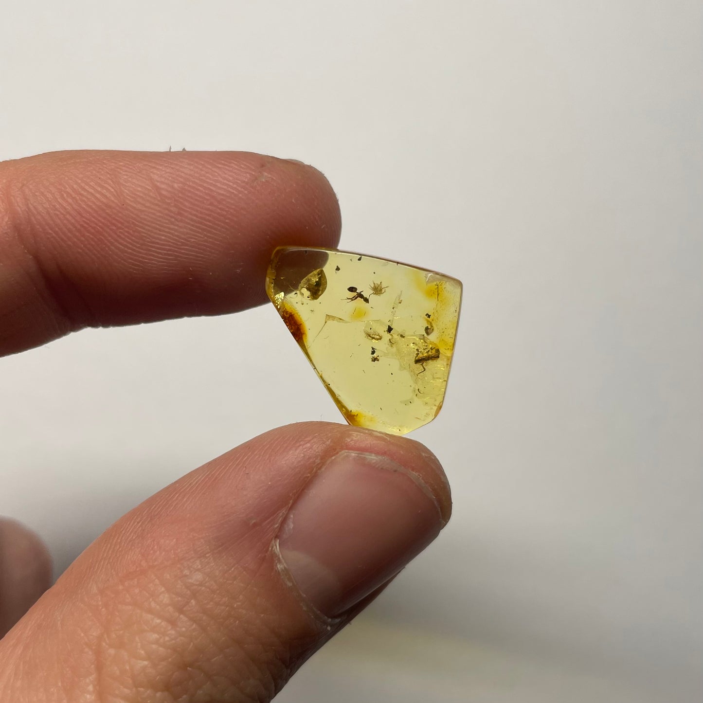 F2428 | Ambra con inclusione | Ctenobethylus goepperti