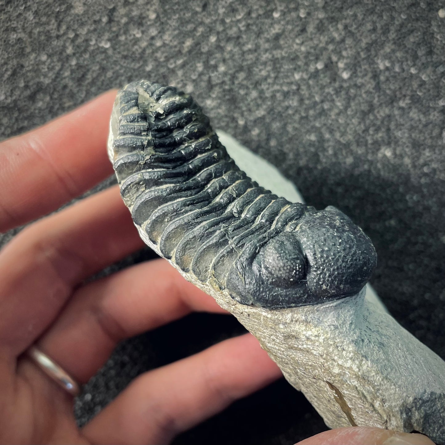 F2605 | Trilobite | Phacopidae indet.