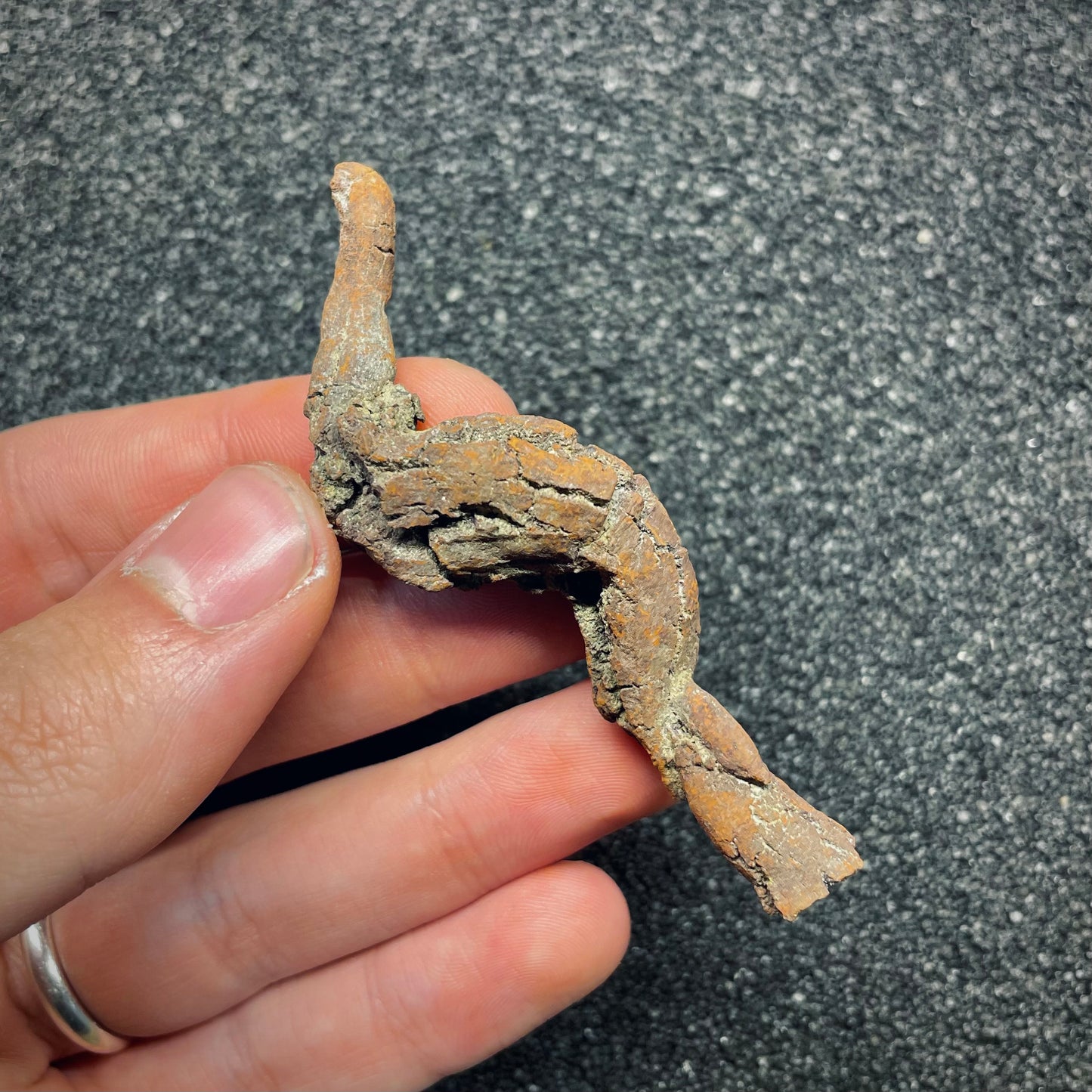 F2766 | Coprolite - Cololite | Testuggine