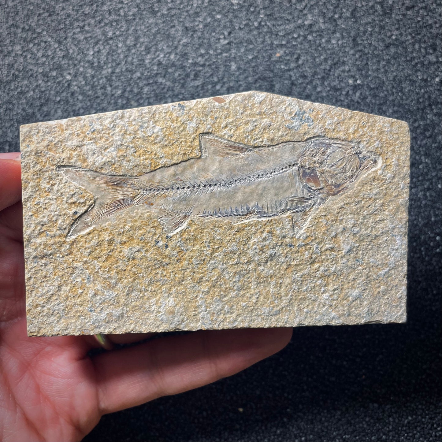 F2004 | Pesce | Knightia eocaena