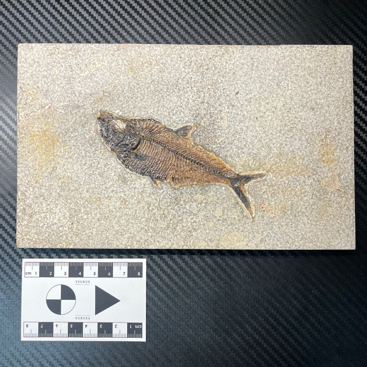 F3069 | Pesce | Diplomystus dentatus