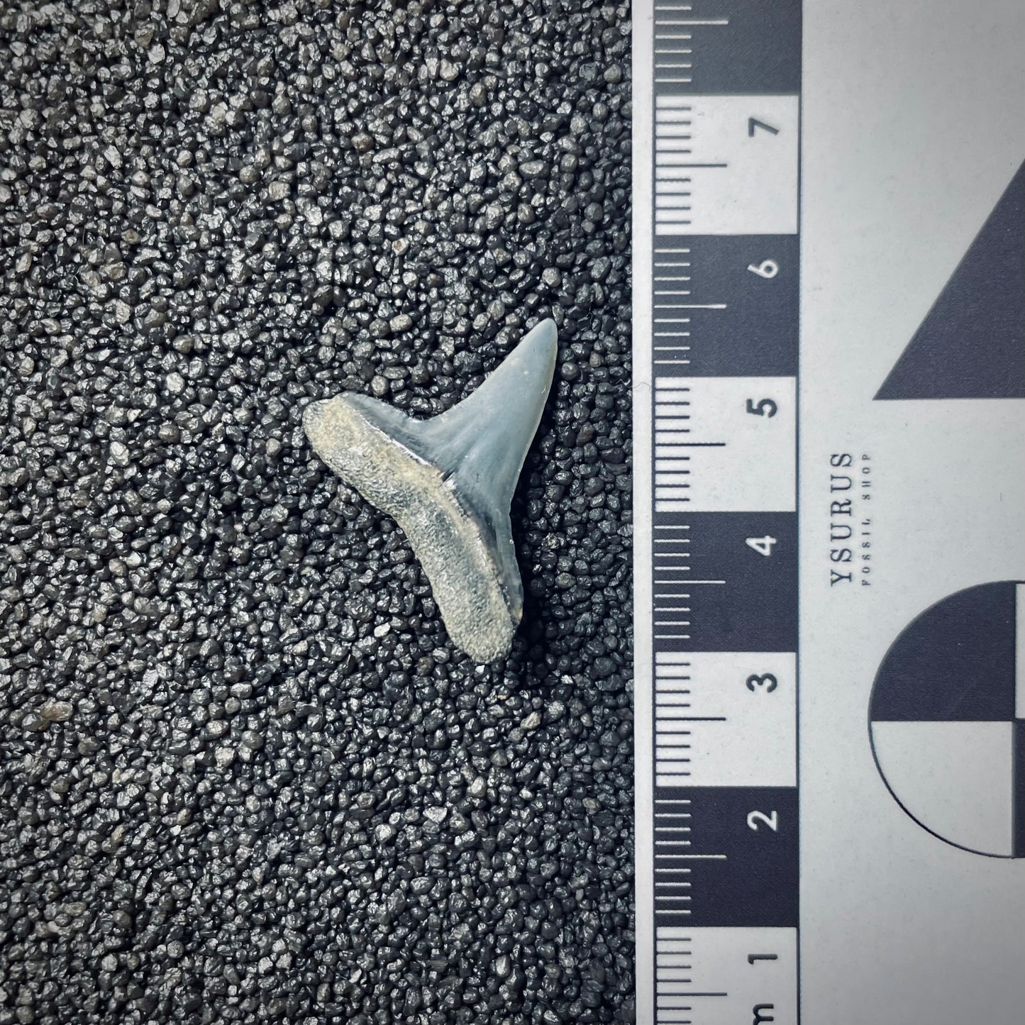 F1858 | Squalo | Negaprion sp.