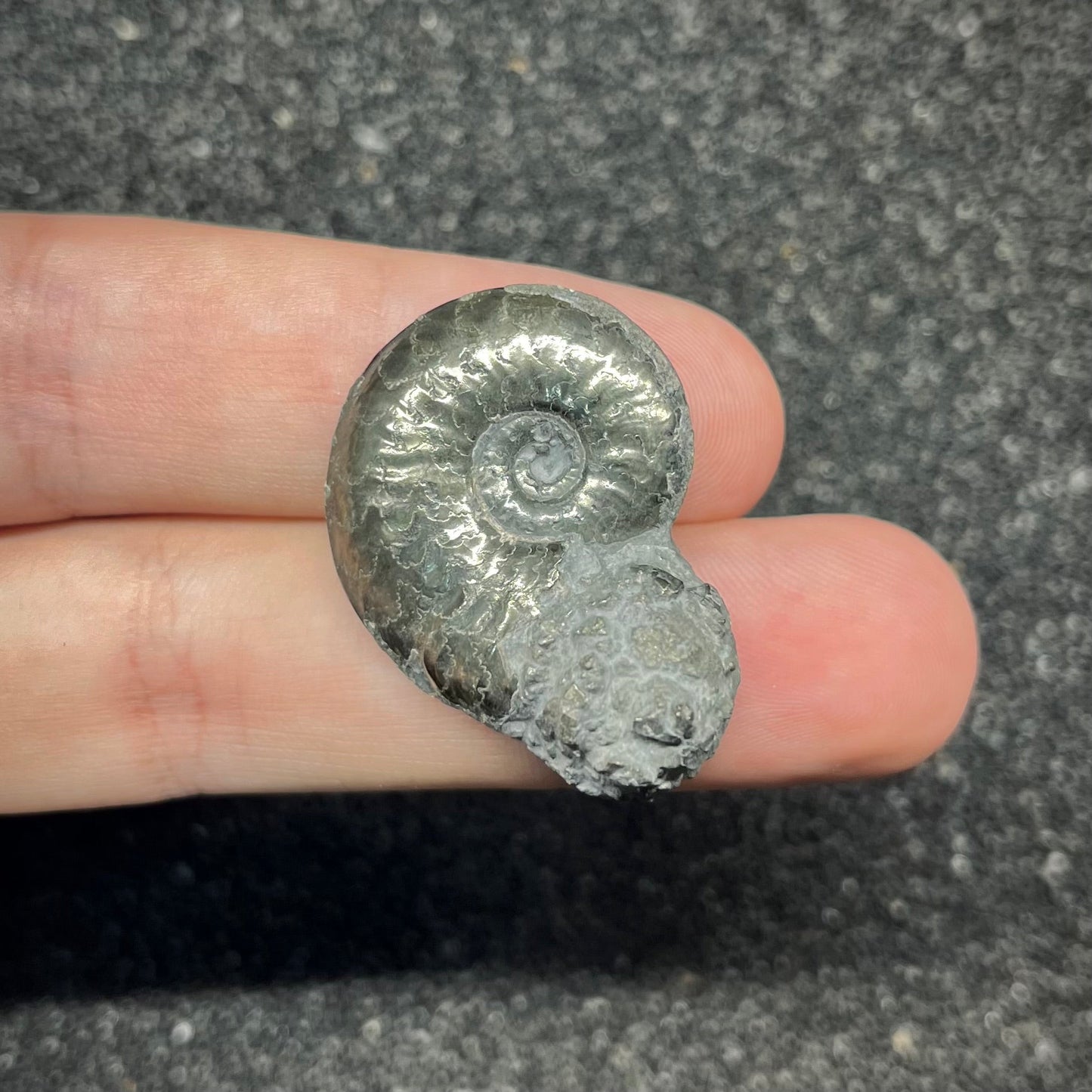 F2881 | Ammonite | Graphoceratidae indet.