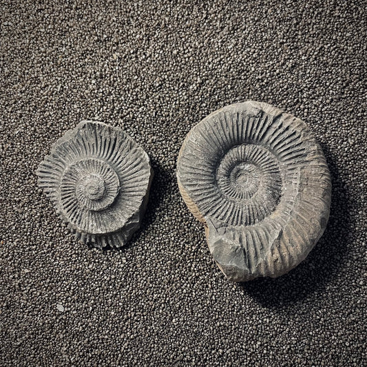 F2023 | Ammonite | Perisphinctidae indet.