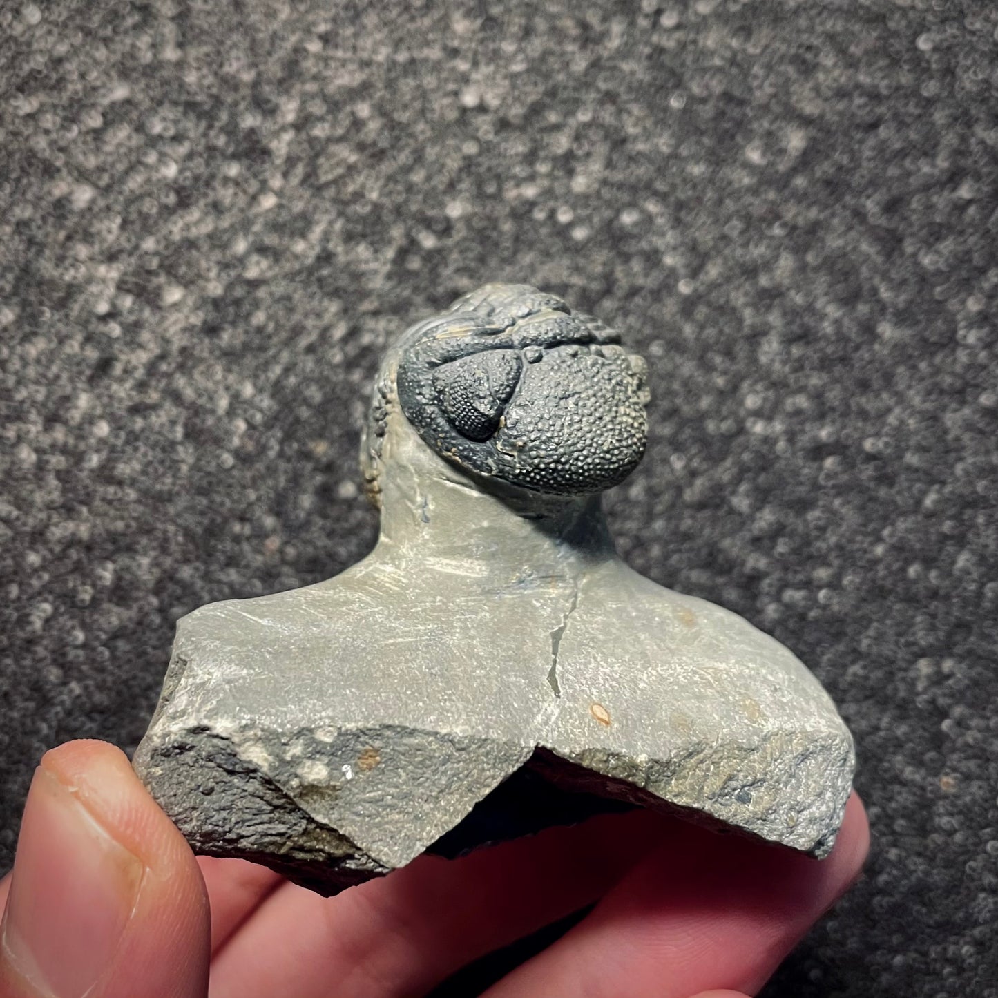 F2143 | Trilobite | Phacopidae indet.