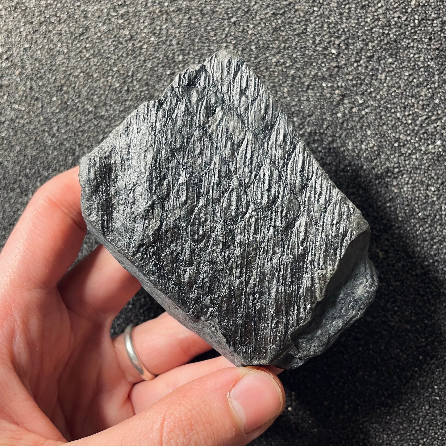 F2489 | Pianta | Lepidodendrales indet.