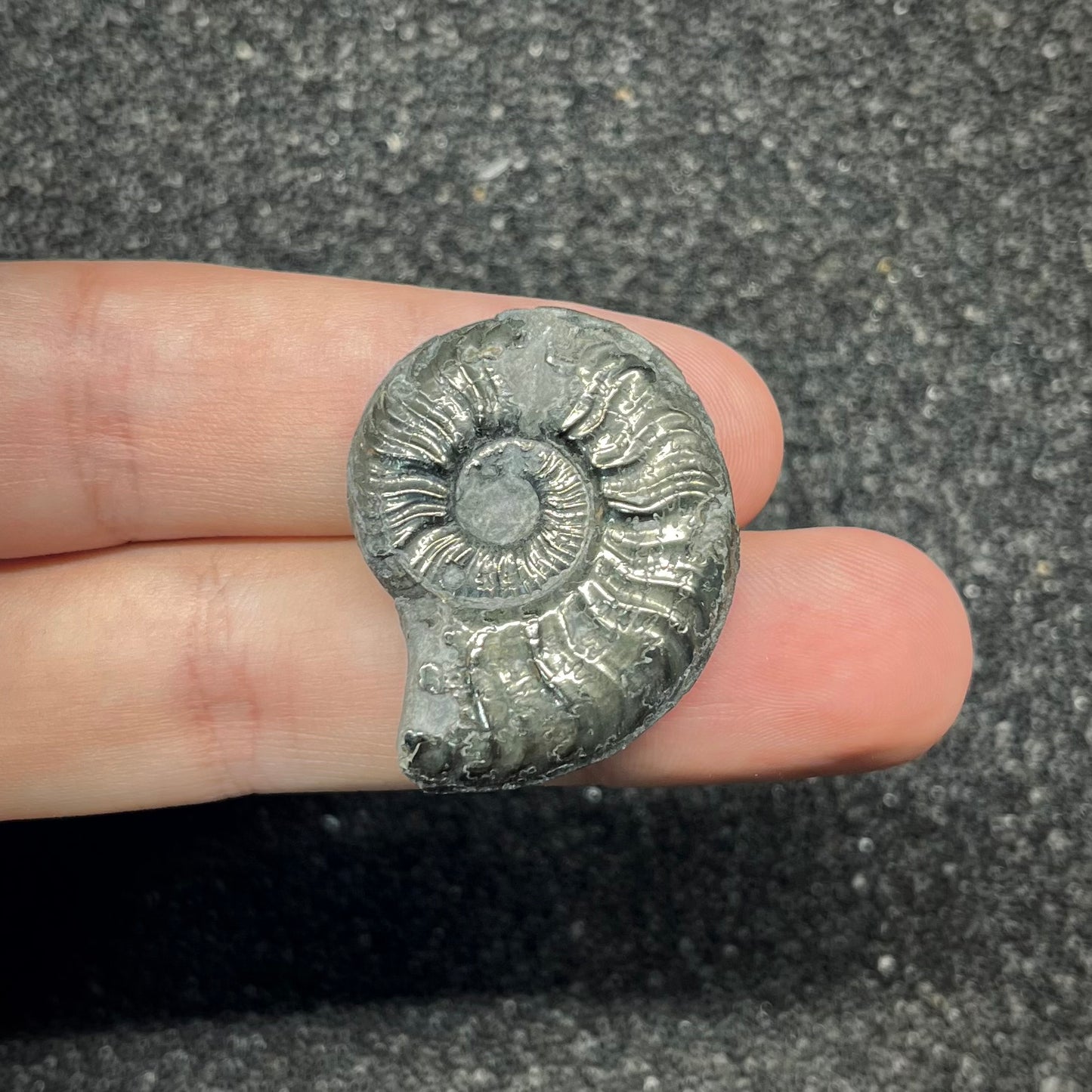 F2880 | Ammonite | Graphoceratidae indet.