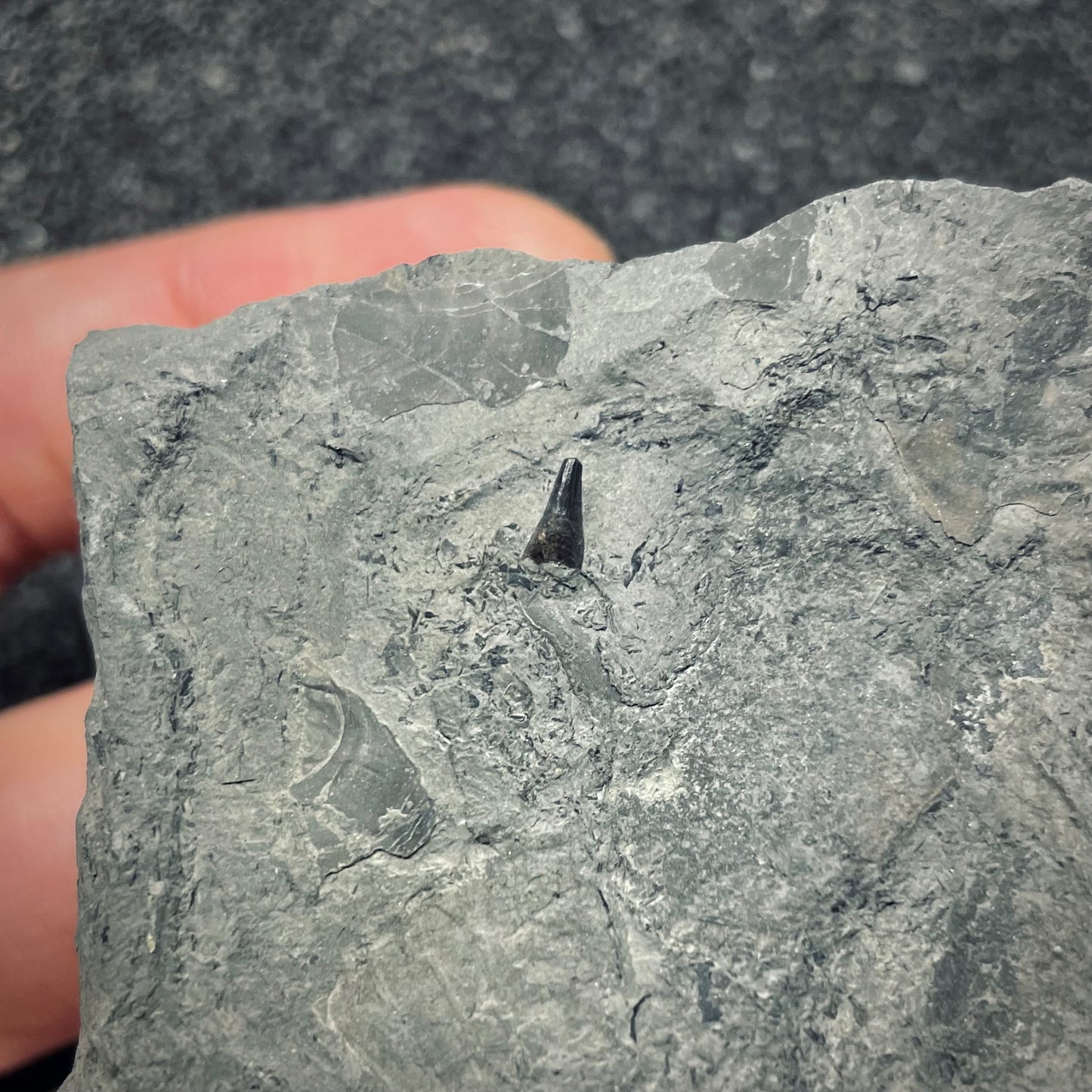 F2678 | Ittiosauro | Ichthyosauria indet.