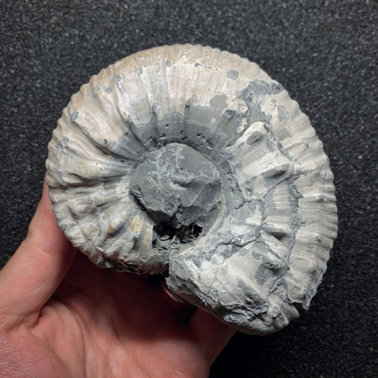 F859 | Ammonite | Lipoceras rusticum