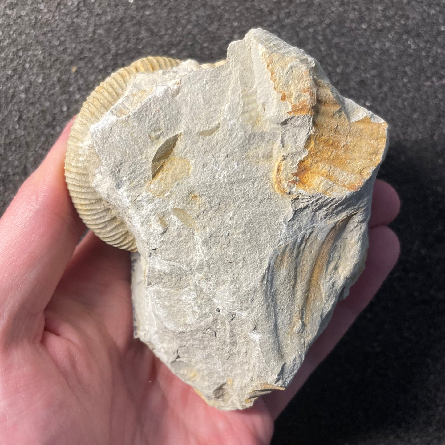 F2534 | Ammonite | Ataxioceras sp. & Sutneria sp.