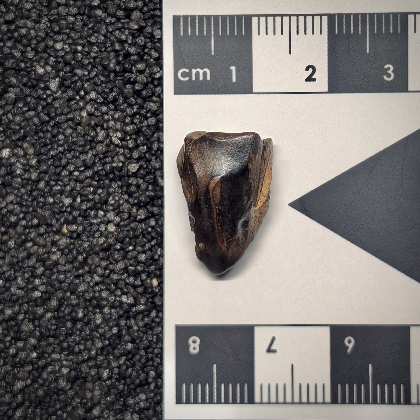 F2799 | Dinosauro | Triceratops sp.