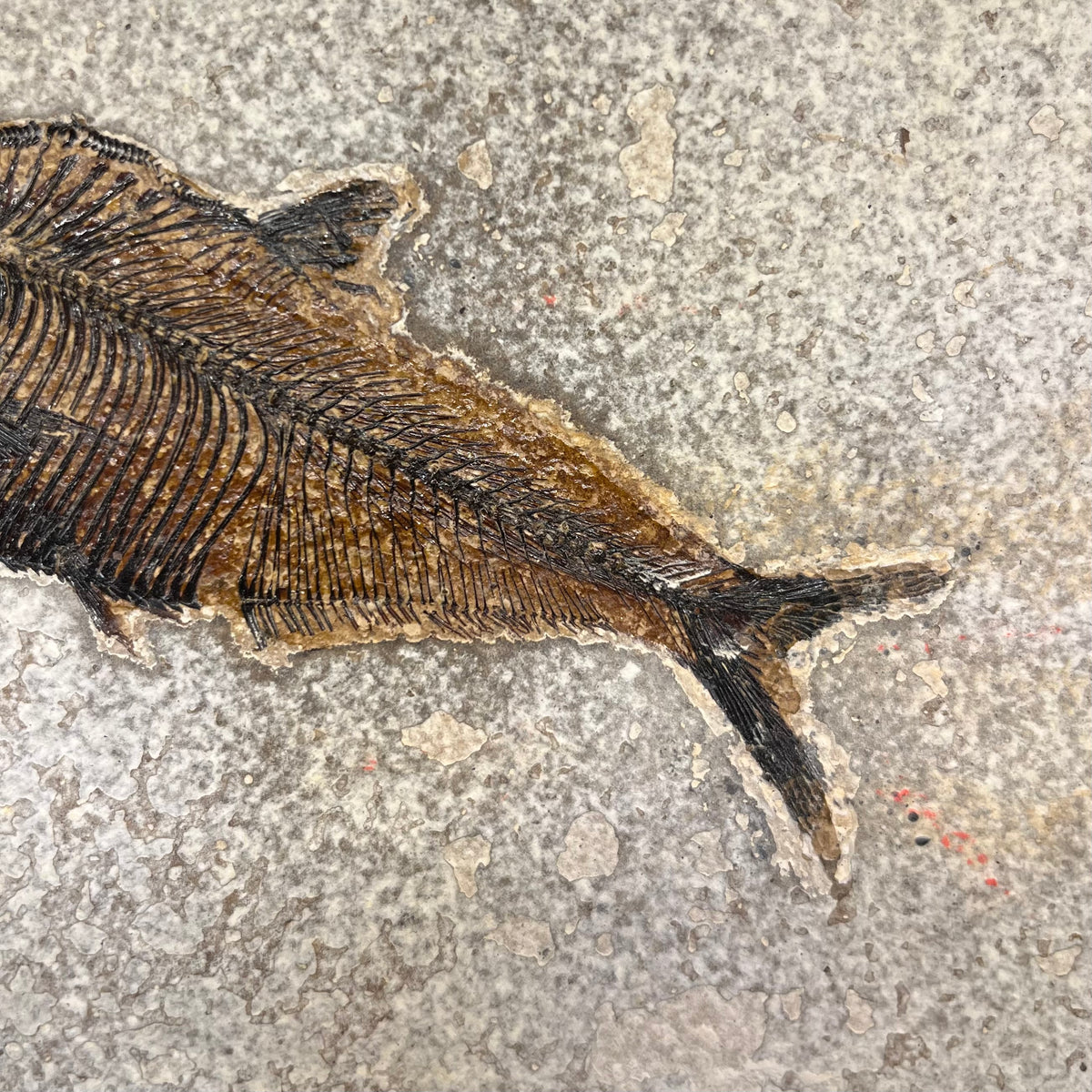 F3069 | Pesce | Diplomystus dentatus