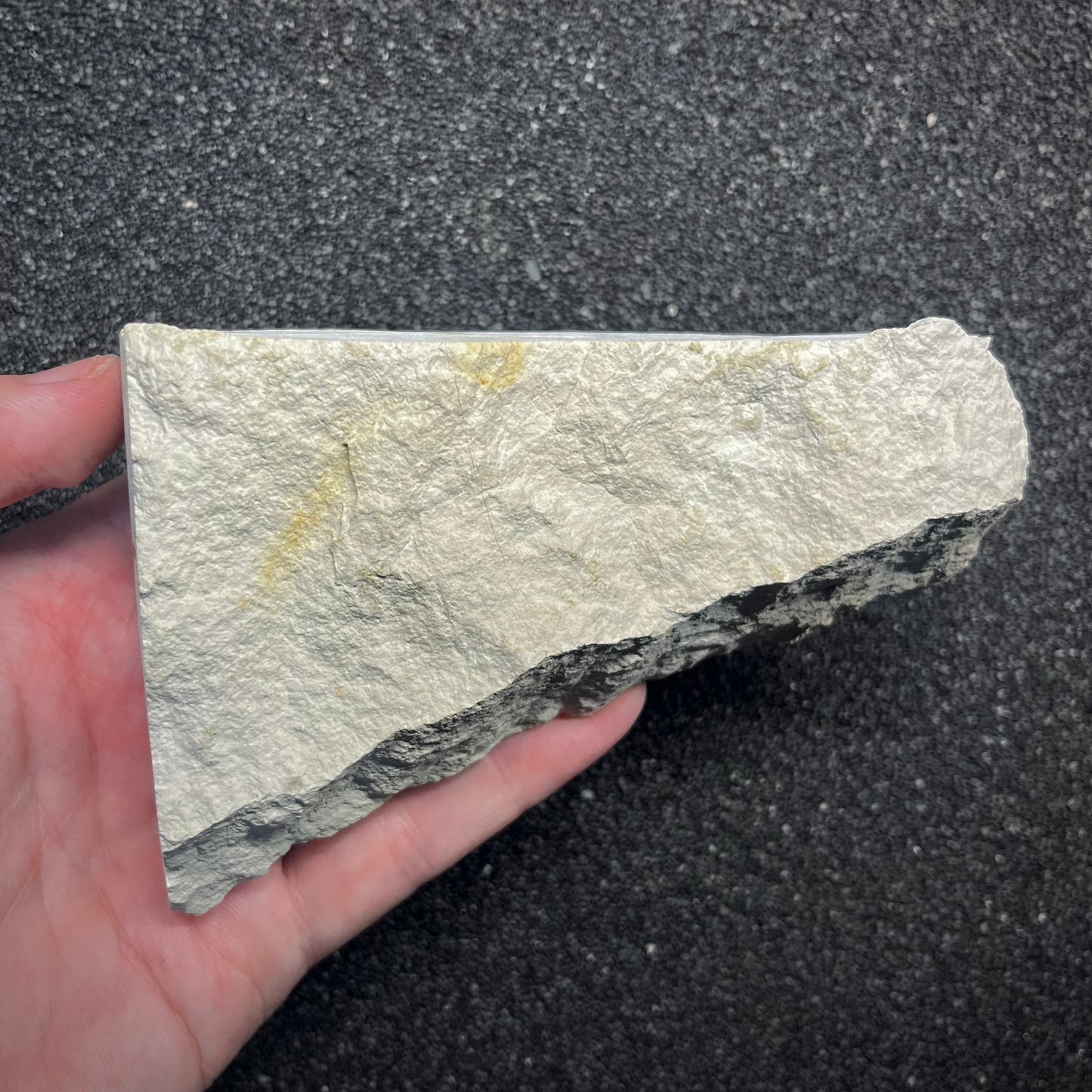 F2957 | Belemnite | Belemnoidea indet.