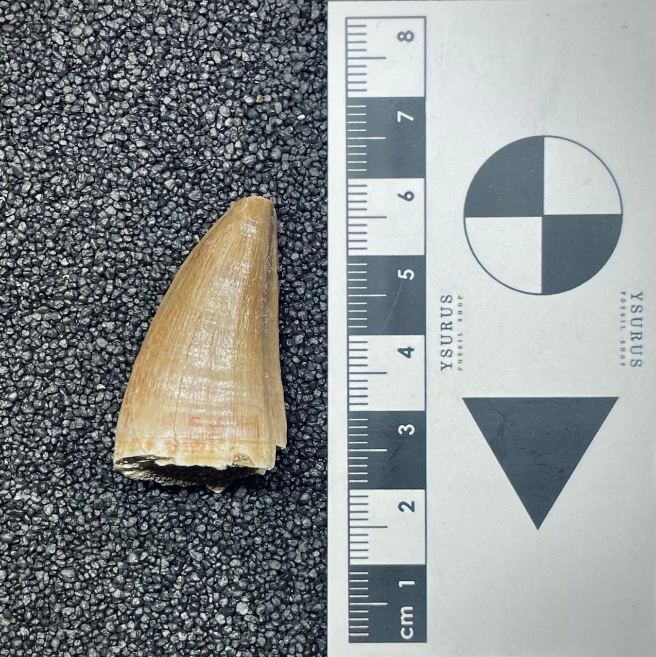 F2688 | Mosasauro | Prognathodon sp.