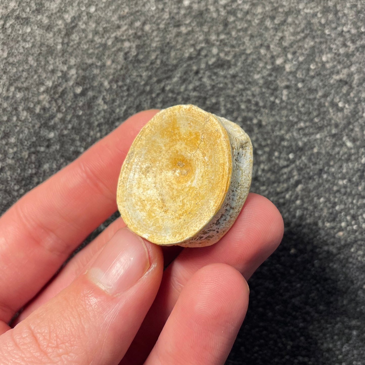 F2207 | Squalo | Selachimorpha indet.