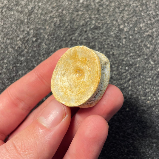 F2207 | Squalo | Selachimorpha indet.