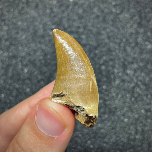 F2687 | Mosasauro | Prognathodon sp.