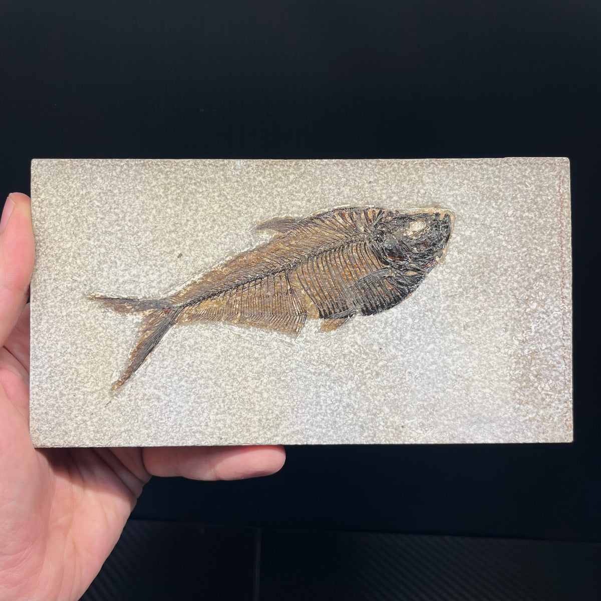 F3070 | Pesce | Diplomystus dentatus