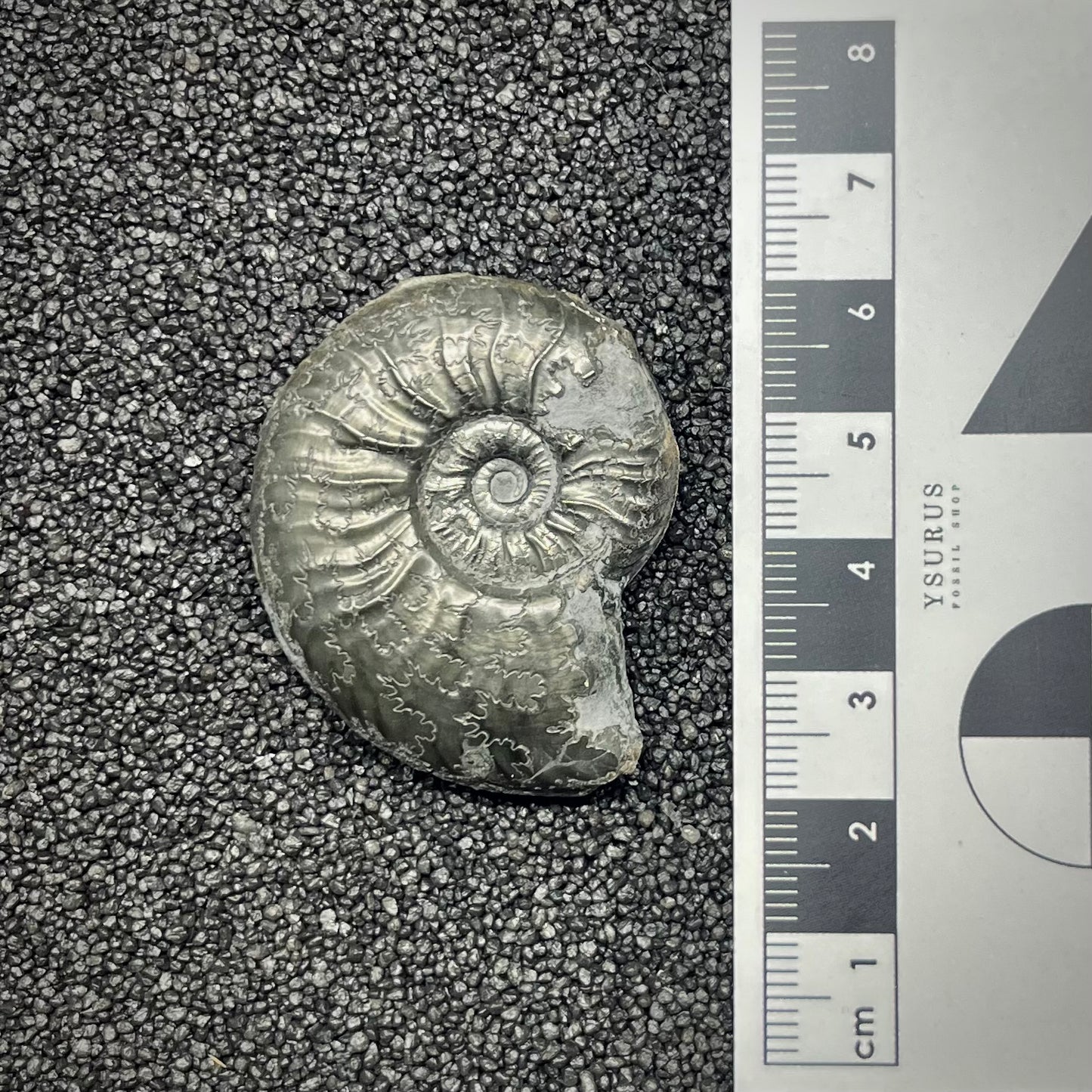 F2891 | Ammonite | Graphoceratidae indet.
