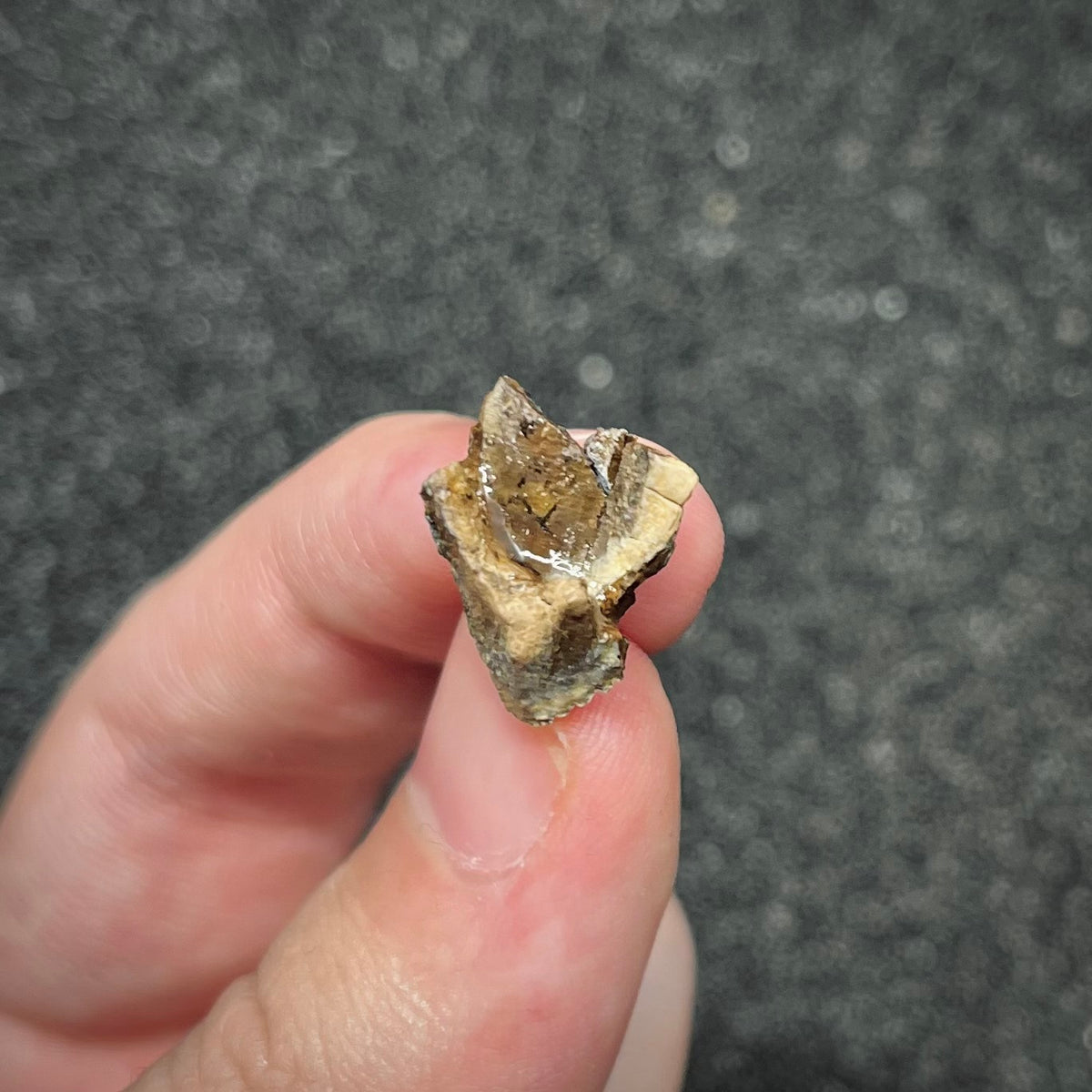 F3007 | Dinosauro | Triceratops sp.