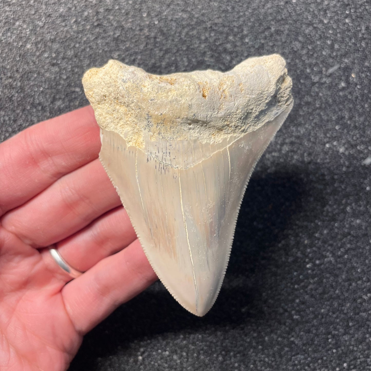 F2434 | RARO | Squalo | Otodus megalodon