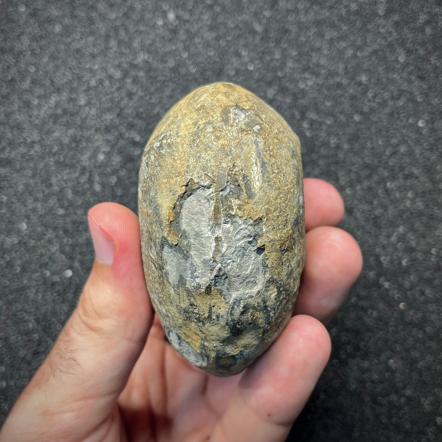 FNP25 | Fossile da preparare | Ammonite | Dactylioceratidae indet.