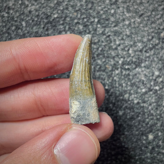F2031 | Dinosauro | Suchomimus tenerensis